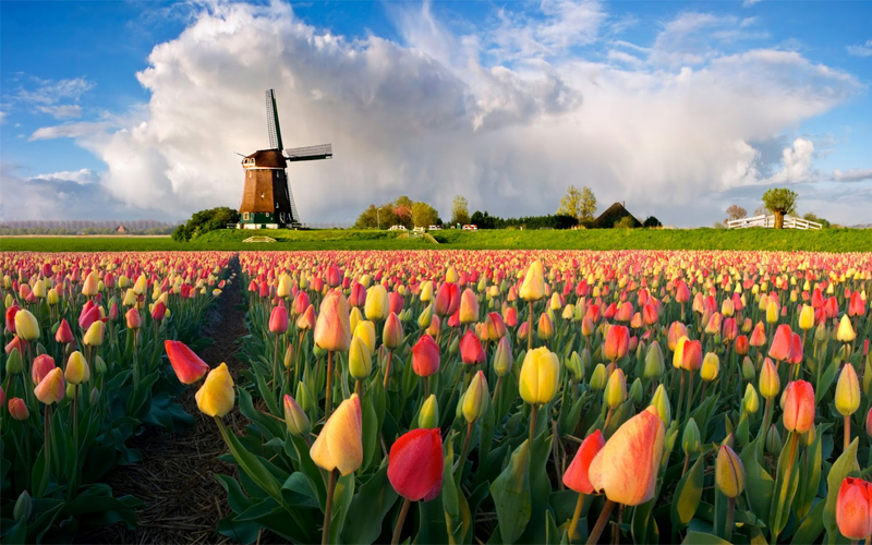 Виза в Нидерланды